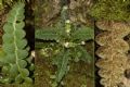 Asplenium ceterach