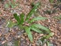 Asplenium scolopendrium