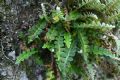 Asplenium ceterach