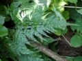 Asplenium onopteris