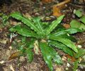 Asplenium scolopendrium