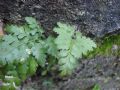 Asplenium onopteris