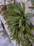 Asplenium ceterach