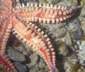 Marthasterias glacialis