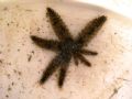 Coscinasterias tenuispina