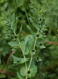 Cerinthe alpina