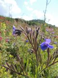 Anchusa azurea