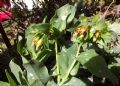 Cerinthe minor subsp. auriculata