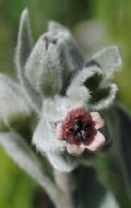 Cynoglossum cheirifolium