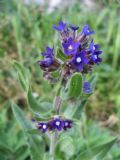 Anchusa officinalis