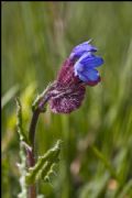 Anchusella cretica