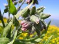 Cynoglossum apenninum