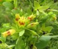 Cerinthe minor subsp. auriculata