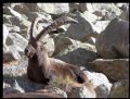 Capra ibex