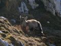 Capra Capra ibex