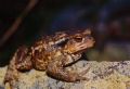 Bufo spinosus (gredosicola)