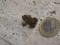 Bufo bufo