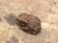 Bufo bufo