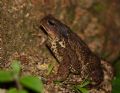 Bufo verrucosissimus