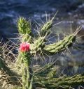 Austrocylindropuntia subulata