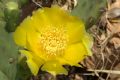 Opuntia humifusa