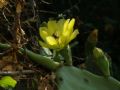 Opuntia dillenii