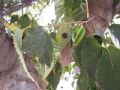 Celtis australis