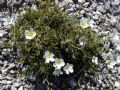 Cherleria capillacea