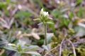 Cerastium fontanum s.l.