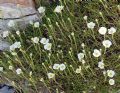 Cherleria capillacea