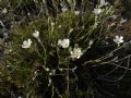 Cherleria laricifolia subsp. ophiolitica