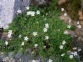 Arenaria balearica