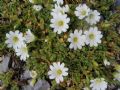 Cerastium uniflorum