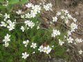 Cherleria laricifolia