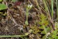 Cerastium glutinosum