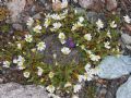 Cerastium uniflorum