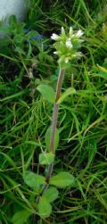 Cerastium glomeratum