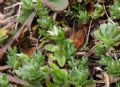 Cerastium pumilum