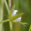 Cerastium glutinosum