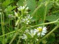 Cerastium glomeratum