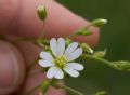 Cerastium ligusticum