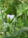 Cerastium holosteoides