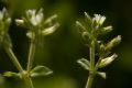 Cerastium glomeratum