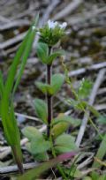 Cerastium glomeratum