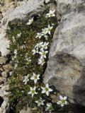 Arenaria Arenaria