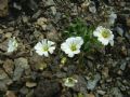 Cerastium latifolium