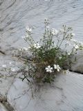 Cerastium apuanum