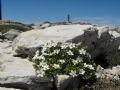 Arenaria gothica subsp. moehringioides