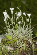 Cerastium tomentosum