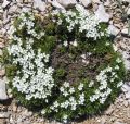 Cerastium thomasii